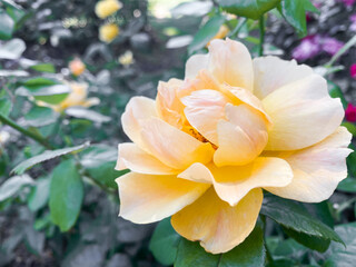 Fototapeta premium Close-up of a beautiful peach-colored rose in full bloom with soft petals and green leaves