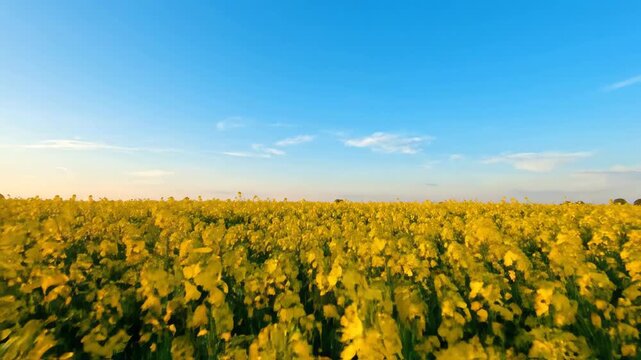 Golden yellow rapeseed flowers swaying in the wind across a vast agricultural field under a clear blue sky for renewable biofuel energy production
