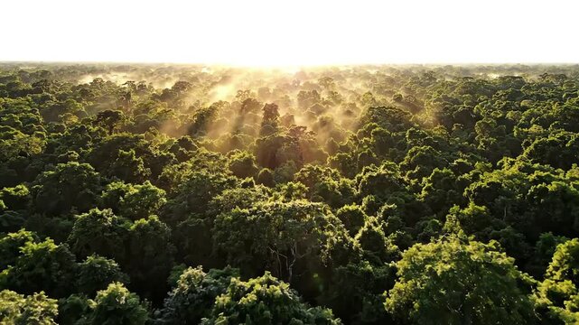 Majestic aerial drone shot drifting slowly over a dense green forest canopy during calm morning hours with soft sunlight