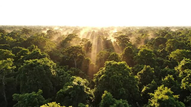 Majestic aerial drone shot slowly drifting above a dense green forest canopy during the calm morning hours with soft sunlight filtering through leaves