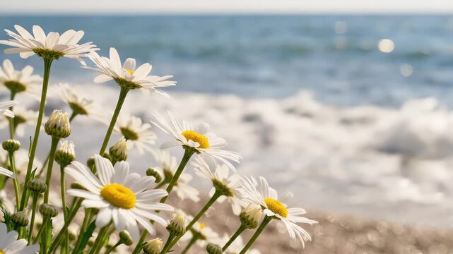 Minimalist white daisies swaying in the ocean breeze on a peaceful summer beach with soft blue waves crashing in the background