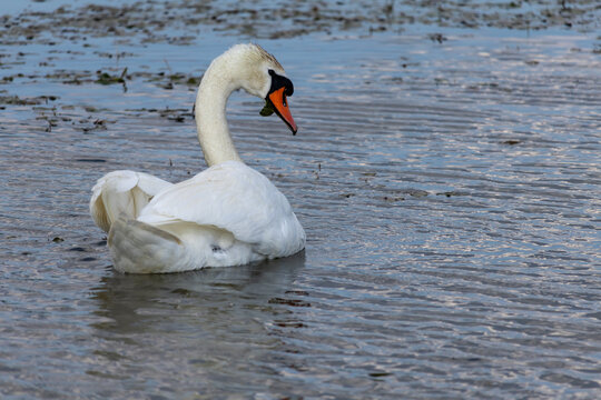 Beautiful white swan swimming in a calm lake with natural water plants