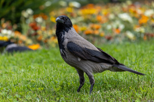 Hooded crow standing on green grass with a colorful floral background close-up