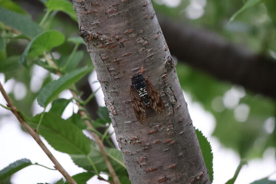 A cicada on tree