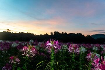 Fototapeta premium Colorful Spider flowers garden in the morning. colorful flowers planted in a large fields on the hill. cosmos flowers are blooming in winter