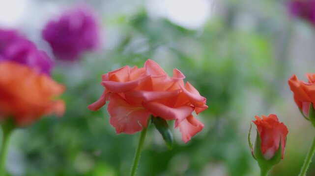  Red roses in an autumn garden.