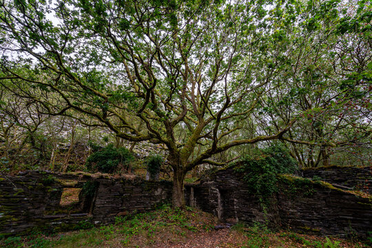 Moss covered stone building derelict ruins surrounded by woodland trees at Dorothea slate quarry