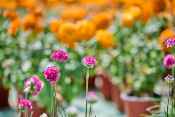 Obraz premium Pink armeria flowers blooming in a colorful spring garden