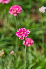 Obraz premium Pink armeria flower blooming in a green spring garden