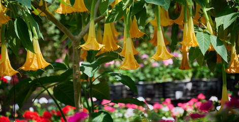 Yellow angel's trumpet flowers hanging from a Brugmansia tree in a lush garden © HoyaEuny