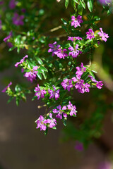 Fototapeta premium Purple Cuphea flowers blooming on slender branches in soft natural light