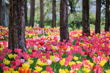 Fototapeta premium Colorful tulips blooming beneath tall trees in a vibrant spring garden