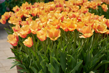 Obraz premium Orange fringed tulips blooming densely in a colorful spring garden