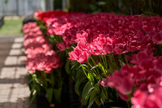 Pink tulips blooming densely beside a garden path in spring sunlight
