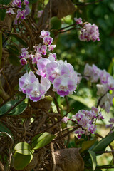 Naklejka premium Pink and white Phalaenopsis orchids blooming on a tree trunk in a tropical garden