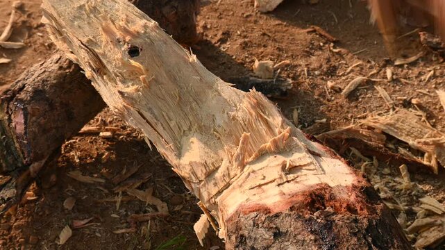 A person using a traditional hand axe to hew a rough wooden log resting. Traditional manual wood-chopping axe with a metal head and wooden handle. Its Commonly used in rural and village settings.