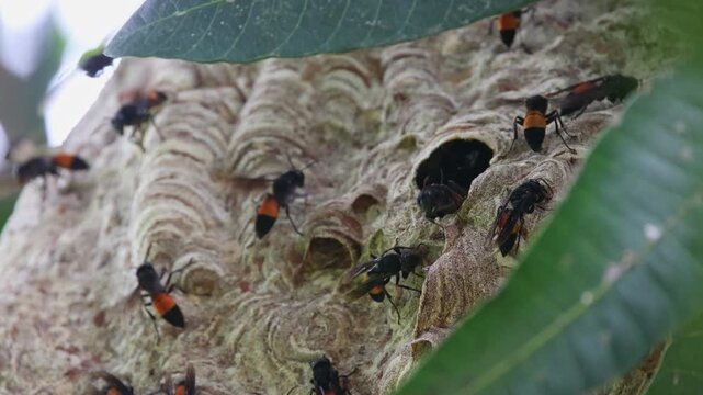 Wasp Nest on Tree Branch: A fascinating close-up reveals a complex wasp nest structure attached to a tree branch, with numerous wasps actively tending to their home amidst foliage.