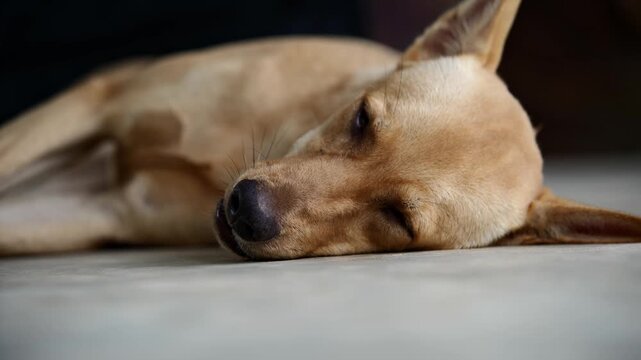 Sleeping Dog on Floor: A light brown dog rests peacefully on a tiled floor, its eyes closed in a deep slumber, embodying tranquility and comfort.