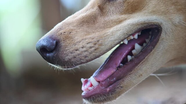 Canine Close-up: A detailed close-up shot captures the open mouth and sharp teeth of a dog, revealing its tongue and the texture of its fur.