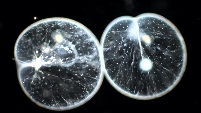 Ocean Sparkle Noctiluca Cells under the Microscope