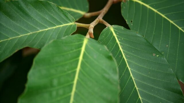 Close-up of Green Leaves: A detailed view of vibrant green leaves with prominent yellow veins, showcasing the intricate texture and natural beauty of foliage in its verdant splendor.