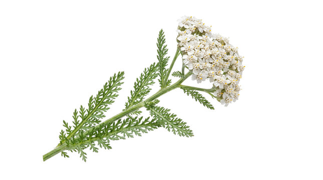 Fresh yarrow flower on white background, blooming achillea millefolium sprig, medicinal herb with green leaves for herbalism
