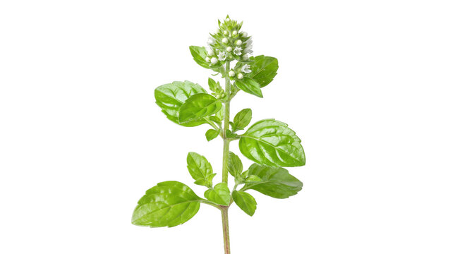 Fresh green basil sprig with white flowers, aromatic culinary herb on white background, organic basil plant for cooking and wellness