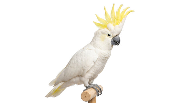 Sulphur-crested cockatoo on wooden perch, white parrot with yellow crest isolated on white, exotic bird pet photography