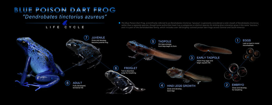 Life cycle Golden poison dart frog Blue poison dart frog (Dendrobates tinctorius azureus) close-up isolated on black background, Metamorphosis Dendrobates tinctorius azureus
