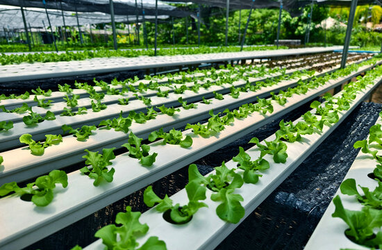 Rows hydroponic lettuce seedlings in greenhouse, commercial farming operation with white rows