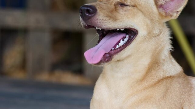 Joyful Canine Moment: A light brown dog with eyes closed and mouth open in a happy pant, its pink tongue lolling out, captures a moment of pure canine bliss.