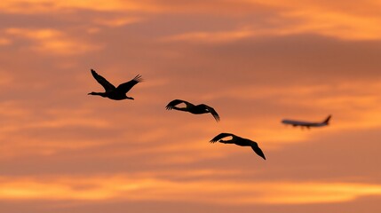 Fototapeta premium The Birds in Flight at Sunset Over a Warm Orange Horizon