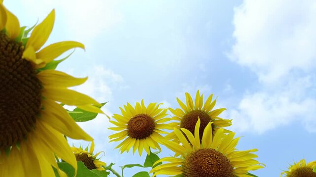 Close-Up Sunflowers Against a Bright Blue Summer Sky