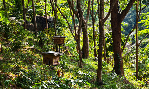 Serene rainforest escape. Peaceful ecohaven nestled amidst vibrant tropical foliage and trails