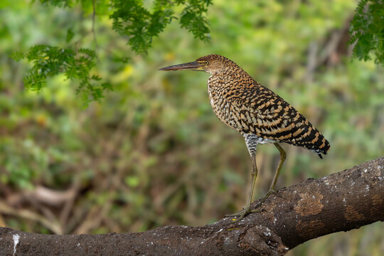 Rufescent Tiger Heron - Tigrisoma lineatum, beautiful colored heron found in wetlands from Central America and South America, Pantanal, Brazil.