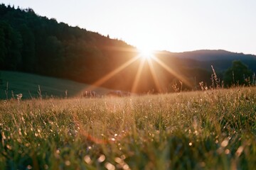 Naklejka premium The Sunrise Over the Golden Meadow at Dawn with Soft Lens Flare