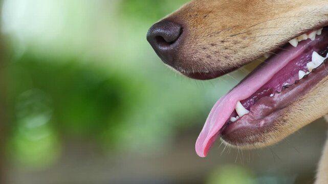 Close up of a dog's mouth showing tongue and teeth.