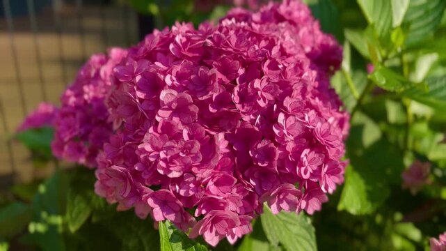 Pink Hydrangea macrophylla, blooming Hortensia, close up