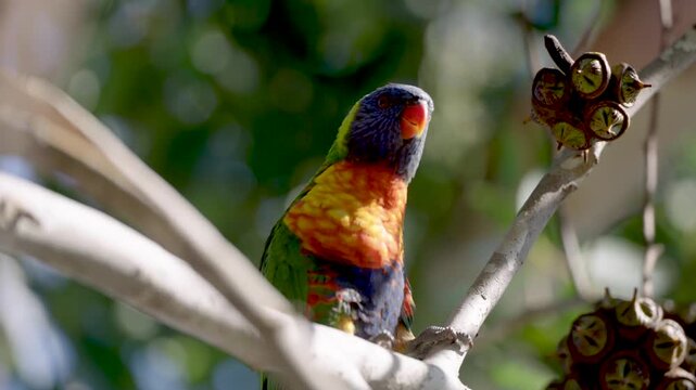 Rainbow Lorikeet parrot australian feeding