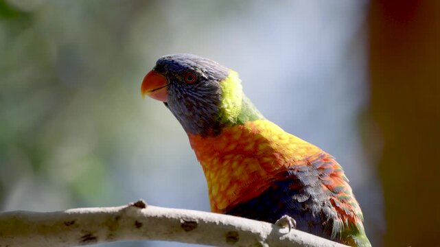 Rainbow Lorikeet parrot australian feeding