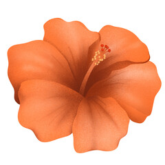 Vibrant Orange Hibiscus Flower Tropical Illustration © Union