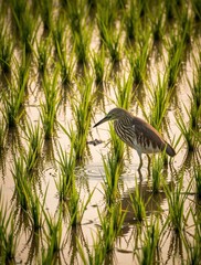Naklejka premium Indian pond heron wades through flooded rice paddy searching for food. Bird stands amidst green stalks reflected in water under warm light. Wildlife hunts in asia.