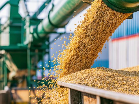Harvested soybeans cascade from an industrial conveyor belt into a waiting hopper, showcasing the large-scale process of agricultural production and grain handling.