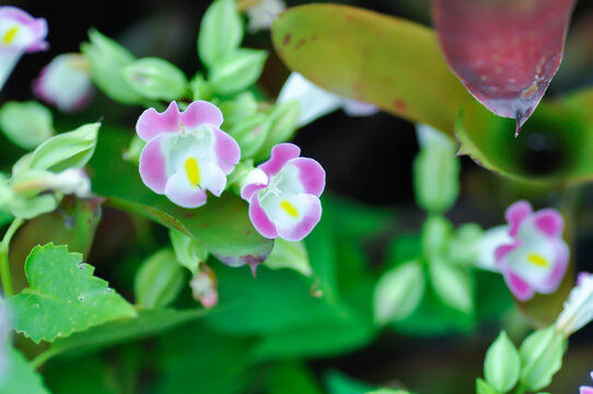 Torenia fournieri Lindl, Scrophulariaceae or Wishbone flower or Bluewings or Torenia or pink flower