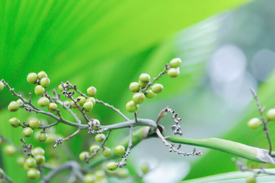 Licuala grandis H Wendl ex Linden, Palas Payung or Ruffled Fan Palm or Vanuatu Fan Palm or ARECACEAE with fruit on the tree