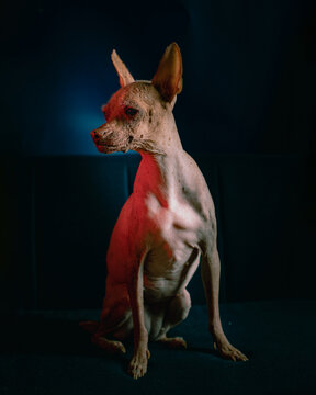 Xolo dog on a dark background