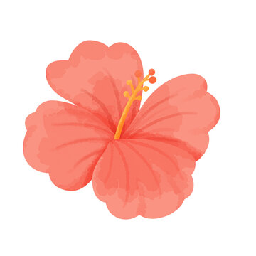 Pink Hibiscus Watercolor Illustration