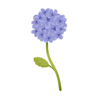 Purple Hydrangea Flower Illustration