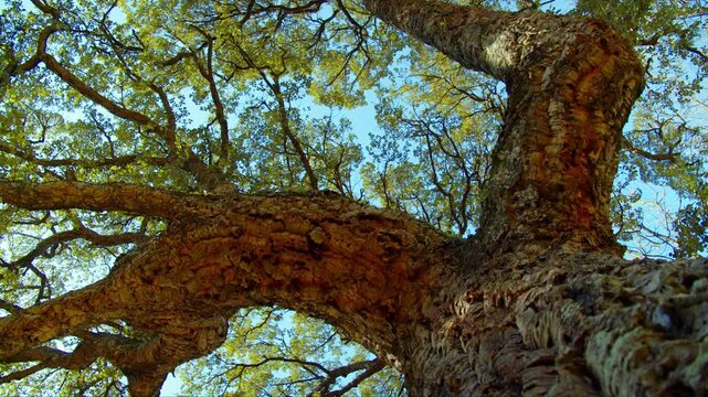 Big beautiful tree with a long branches. Sunlight shines through the branches of tree against blue sky. Beautiful wild nature. Low angle view to the tree trunk with textured bark.