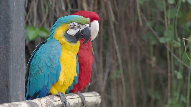 Colorful parrots sit on a perch in a garden
